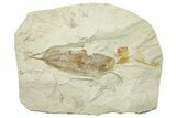Miocene Fossil Leaf (Cinnamomum) - Augsburg, Germany #254101-1
